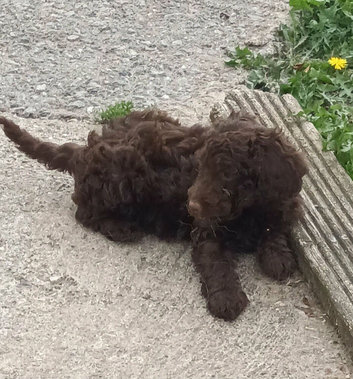 READY NOW F1b CHOCOLATE BOY FROM 5* LICENCED BREEDER.
