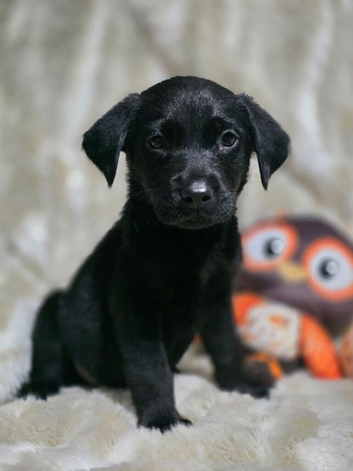 2 black lab pups looking for forever homes