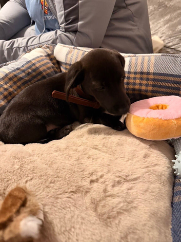 Miniature Dachshund/jack russel 17weeks