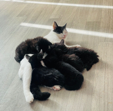 Fluffy Kittens