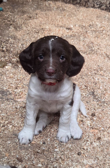 Farm bred springer pups