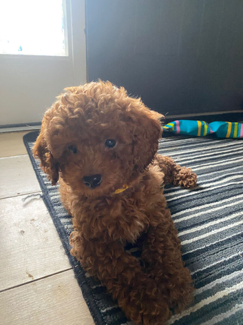 Cavapoo male puppies ready for new homes
