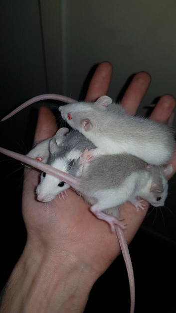 Male's and female's rat's