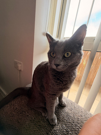 Russian Blue mix sisters