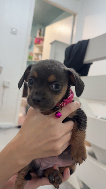DACHSHUND X FRENCHIE