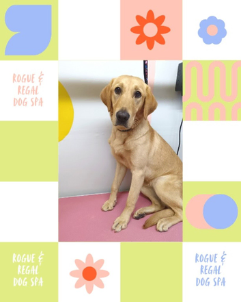 Rogue & Regal Dog Grooming - Now Open in Newtown, Reading! &pound;10 Off First Groom!