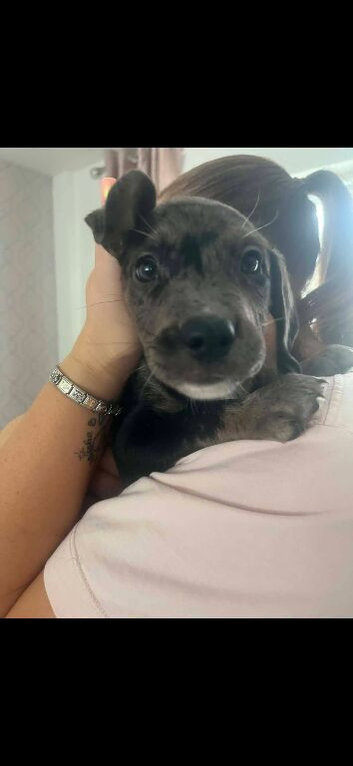 staffy and cockapoo