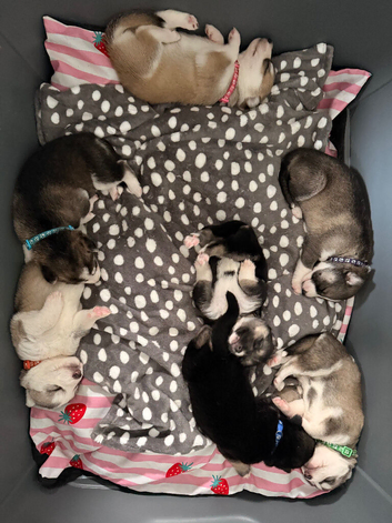 Beautiful Shepsky Puppies Available