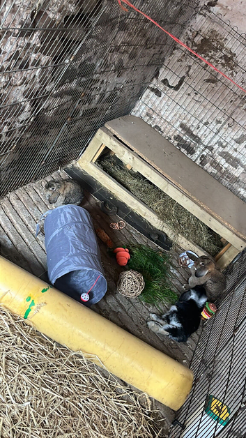 Three female mini lop rabbits