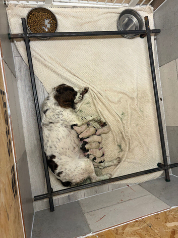 English Springer Spaniel puppies KC registered.