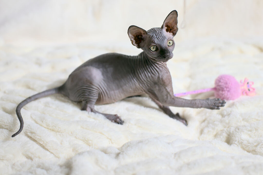 ***REDUCED***  Sphynx Kitten