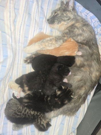 Cute & Playful Kittens Ready for New Homes