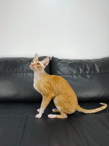 Cornish Rex Male Seeking a Loving Forever Home