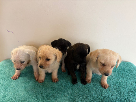 Terrier puppies