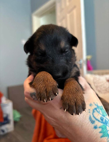German shepherd puppies