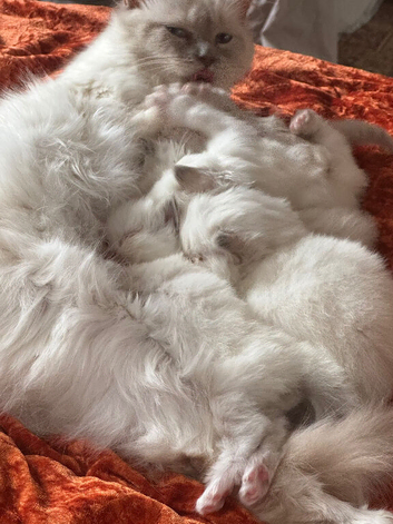Simba family