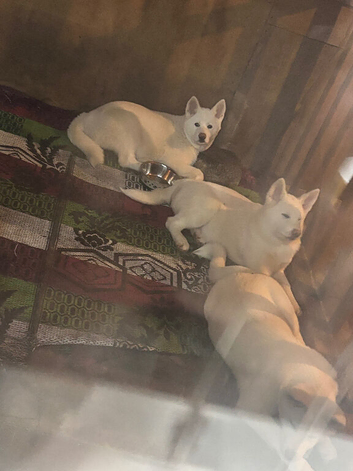 Japanese Akita puppies