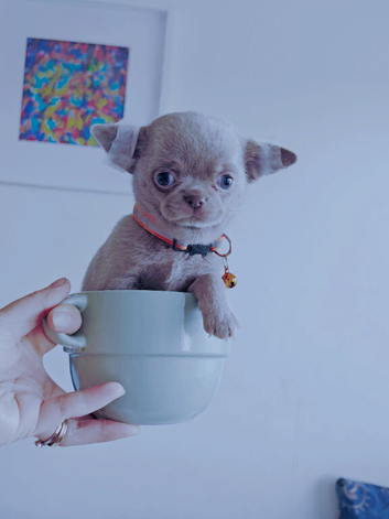 &pound;1,050 Only -LAST BOY️ Pedigree Chihuahua puppies