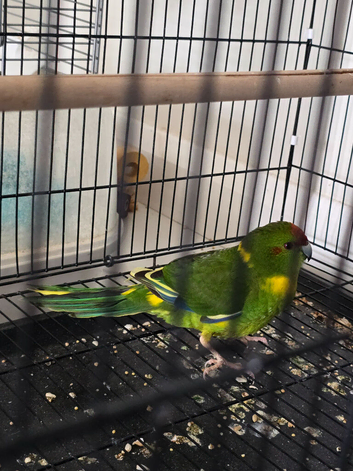 Kakariki female 10 weeks old semi tame