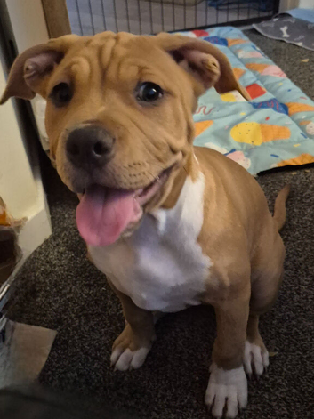 Bully x bulldog