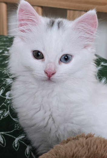 Female kitten
