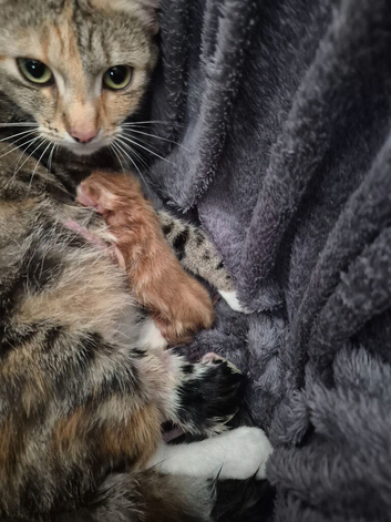 Kittens for sale