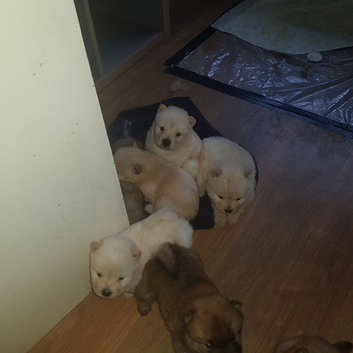 7 beautiful teddy bear chow chow puppies