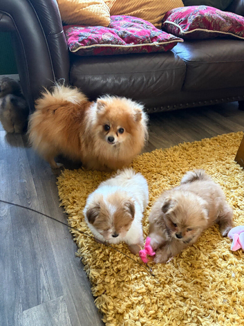 Adorable F1 Pom shih vet checked ready now