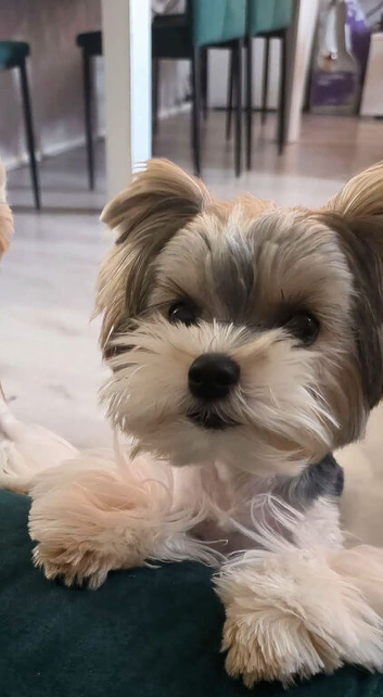 Biewer terrier puppy