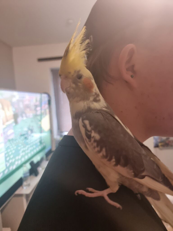Semi Tame male cockatiel 3 months old