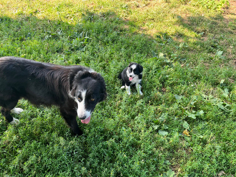 Border Collie Puppies