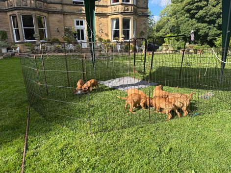 Female Hungarian Vizsla puppies