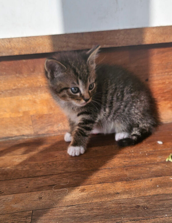 Mix ragdoll boy kittens for sale