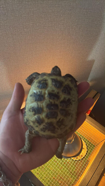 Tortoise