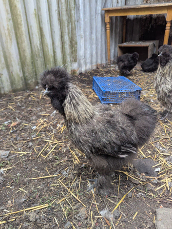 Silkie cockerels