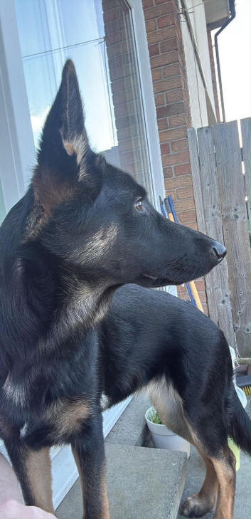 Fifi stunning puppy