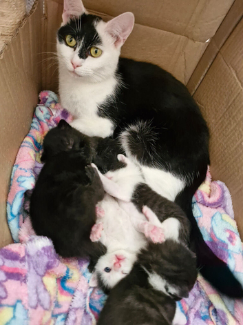 5 lovely kittens looking for a new home