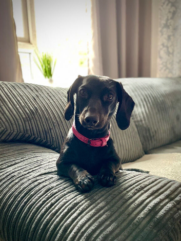Female Mini Dachshund
