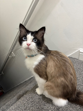 Coco