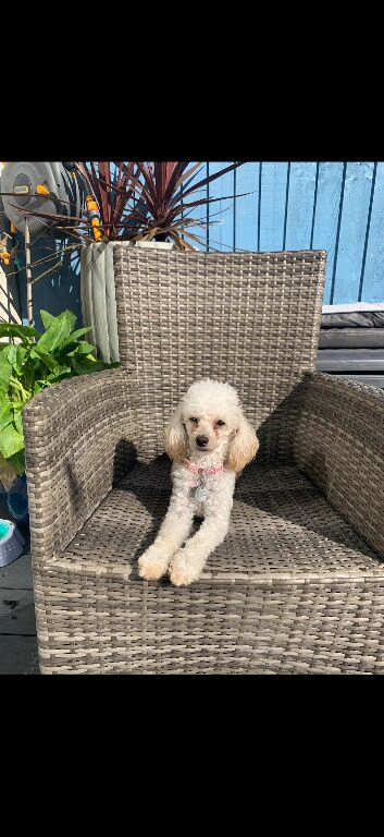 Beautiful KC toy poodle