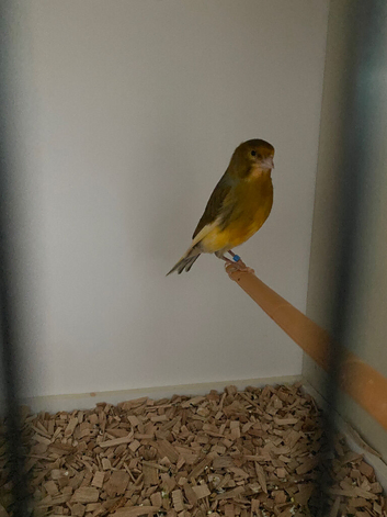 Herz roller green canary cock