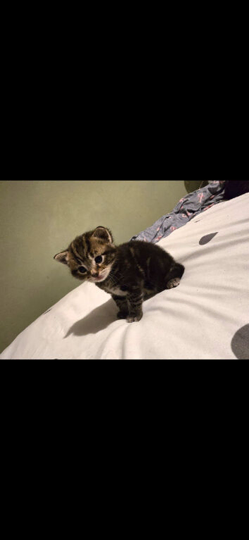 Beautiful tabby kitten for sale