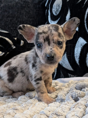Puppies for sale