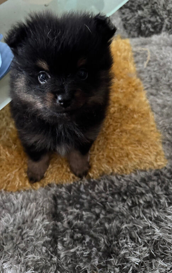 Pomeranian puppies