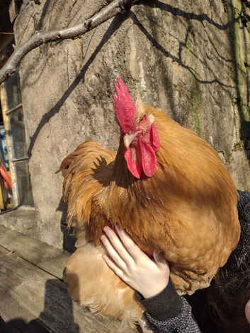 Pure Orpington rooster