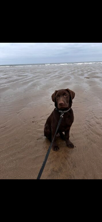 Male chocolate lab
