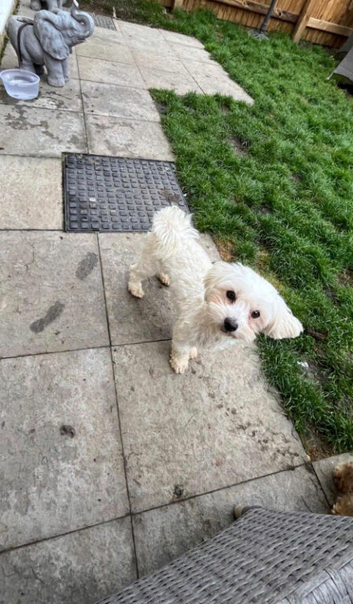 Maltipoo