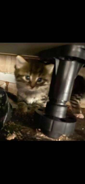 Beautiful kittens looking for new home