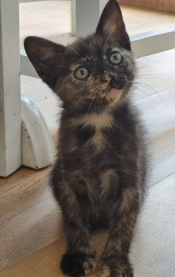 8 weeks kitten little girl tortoiseshell looking for a new home