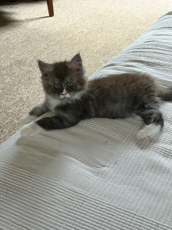Maine coon kitten